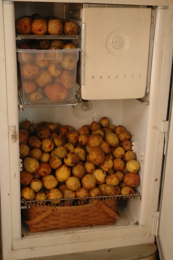 pears in old refridg